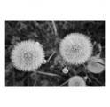 c2000_L1290825-Q