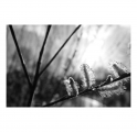 c2000_L1280566b-Q